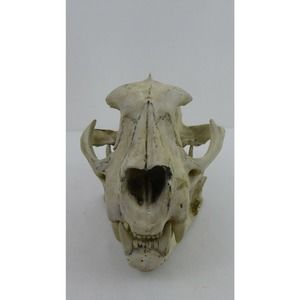 Handcrafted Ceramic Animal Skull Sculpture 8.5"x6"x6"